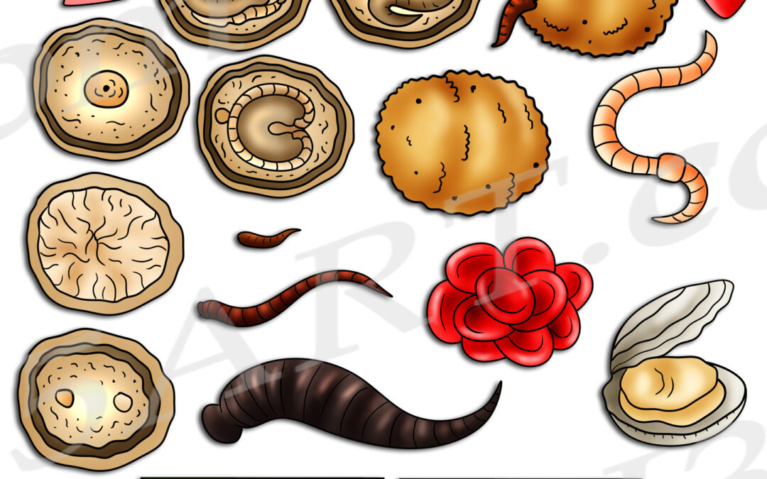 Leech Life Cycle Clipart Set Download
