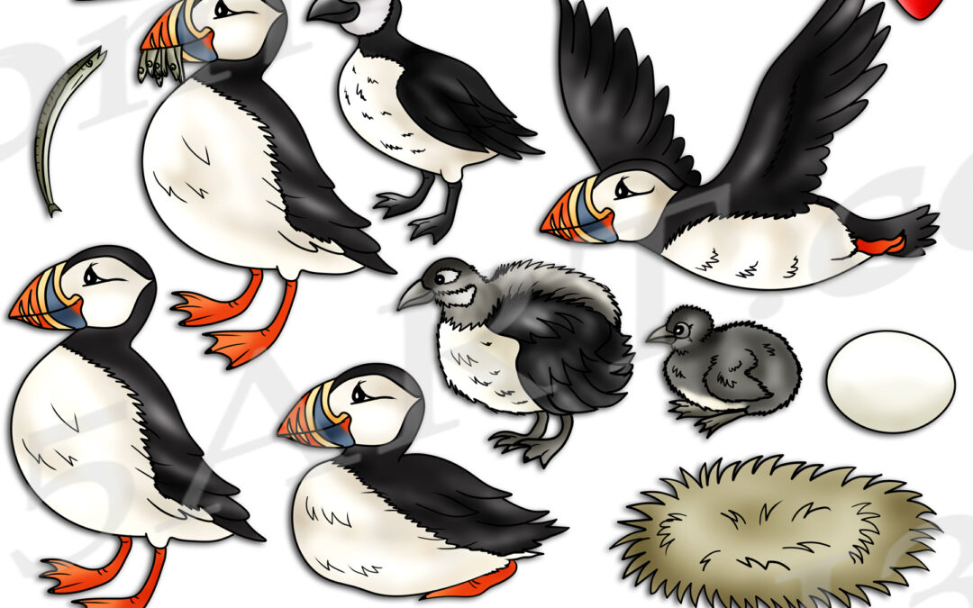 Puffin Life Cycle Clipart Set Download
