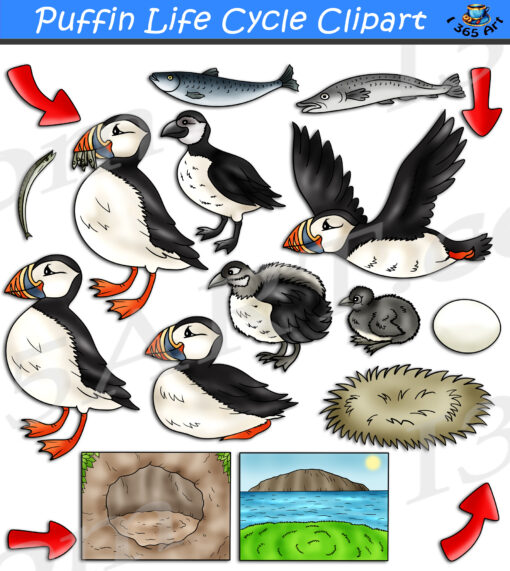 Puffin Life Cycle Clipart