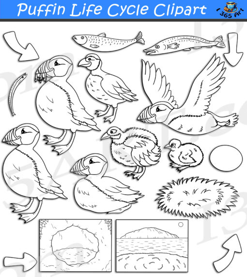 Puffin Life Cycle Clipart