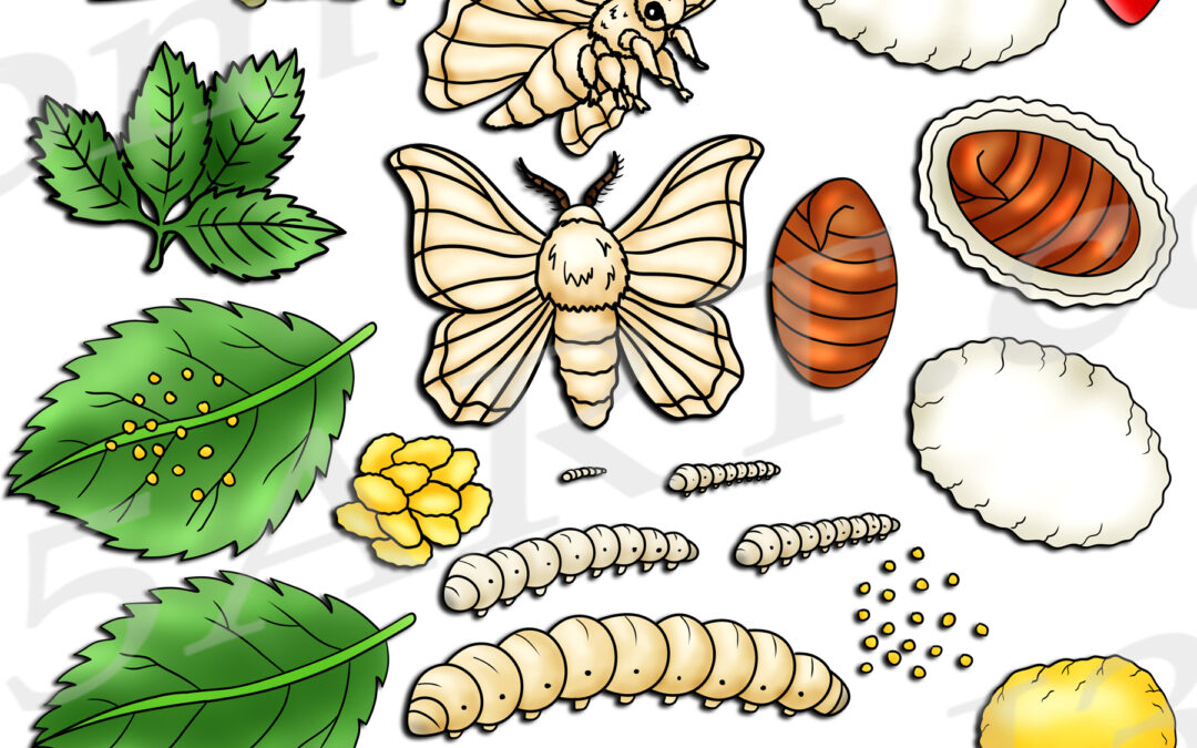Silkworm Life Cycle Clipart Set Download