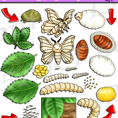 Silkworm Life Cycle Clipart