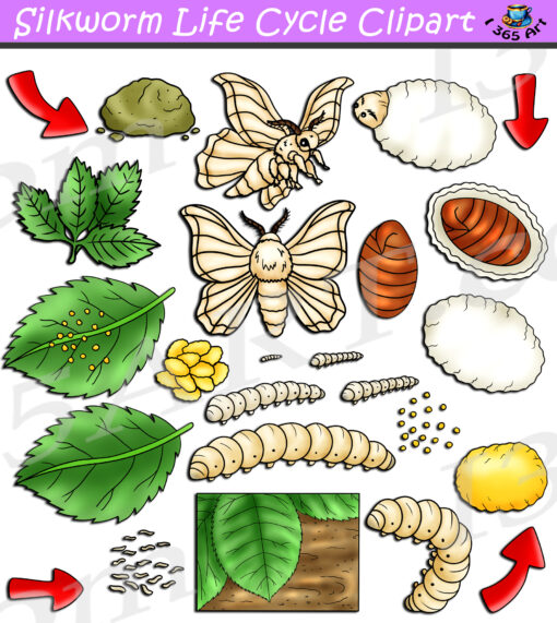 Silkworm Life Cycle Clipart