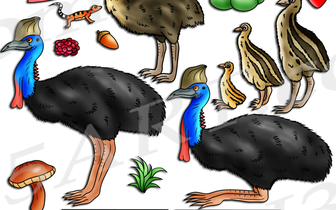 Southern Cassowary Life Cycle Clipart Set Download