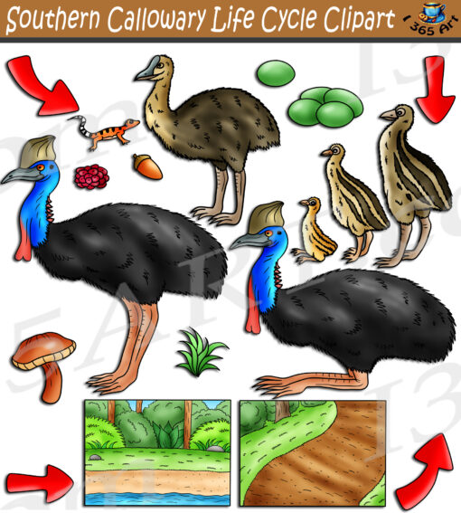 Southern Cassowary Life Cycle Clipart