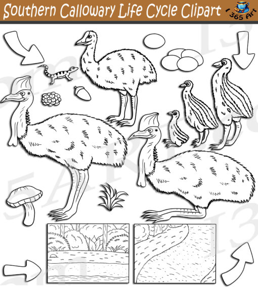 Southern Cassowary Life Cycle Clipart