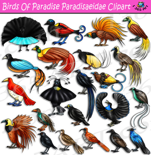 Birds Of Paradise Clipart