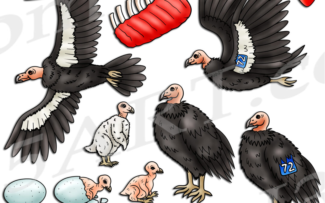 California Condor Life Cycle Clipart Set Download