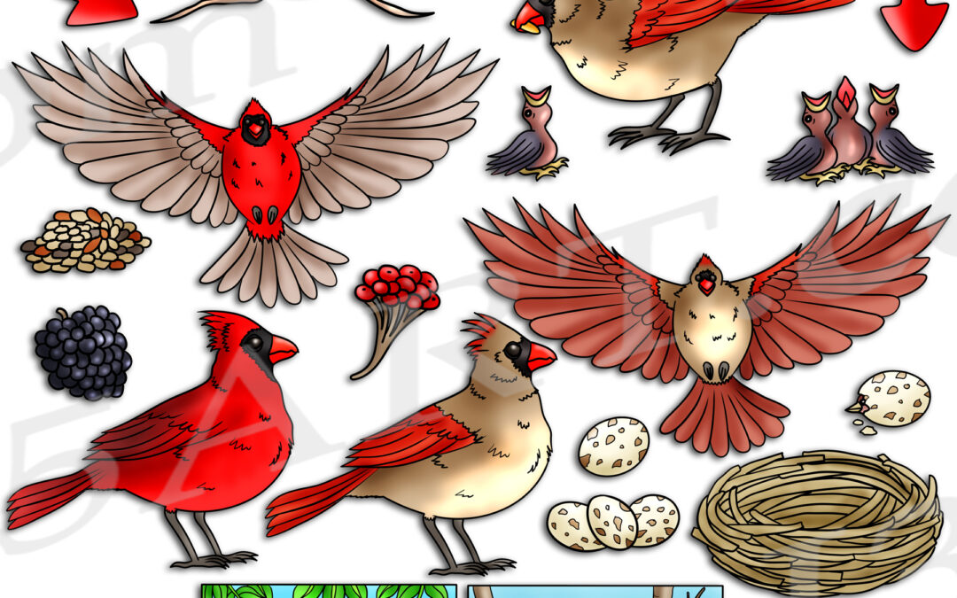 Cardinal Life Cycle Clipart Set Download