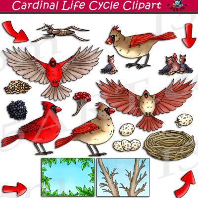 Cardinal Life Cycle Clipart