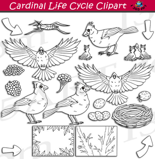 Cardinal Life Cycle Clipart