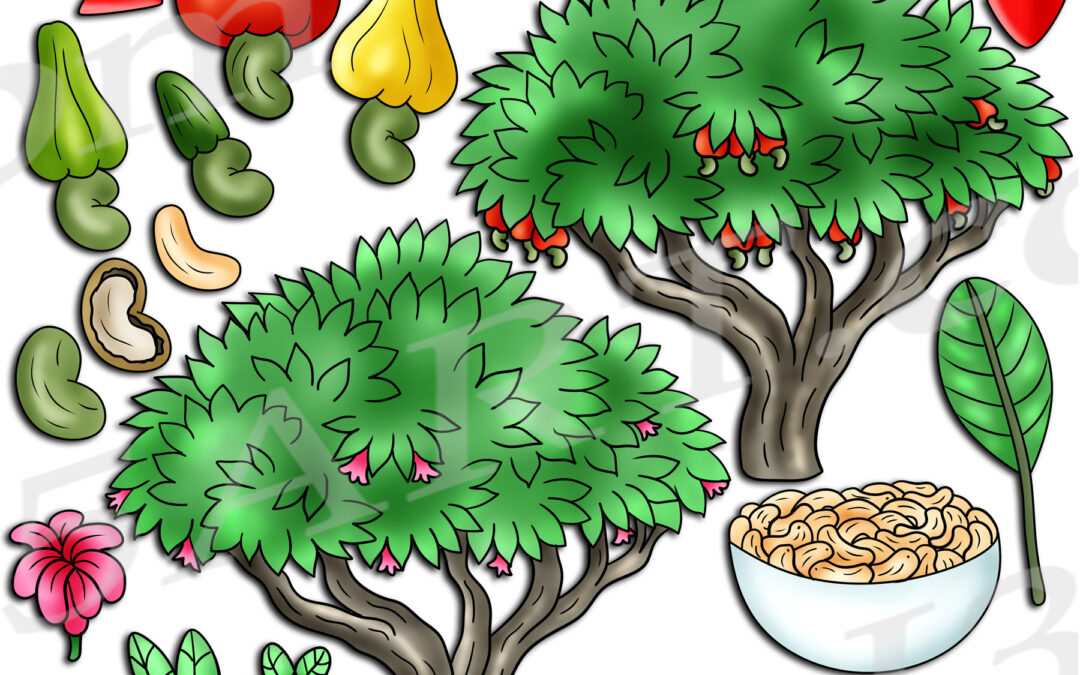 Cashew Tree Life Cycle Clipart Set Download