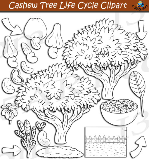 Cashew Tree Life Cycle Clipart