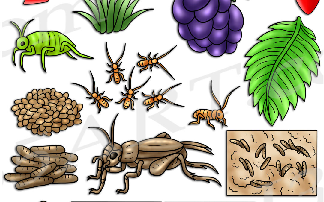 Cricket Life Cycle Clipart Set Download