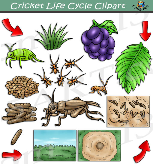 Cricket Life Cycle Clipart