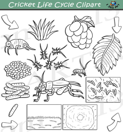 Cricket Life Cycle Clipart