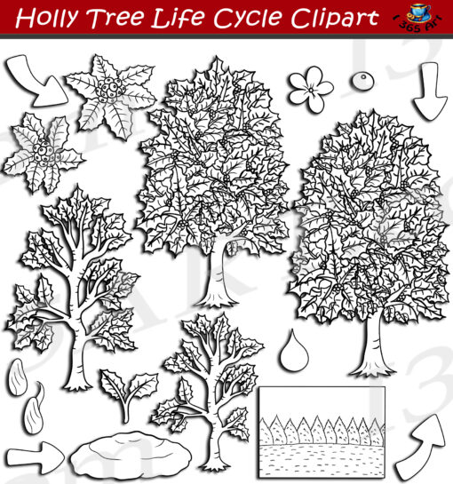 Holly Tree Life Cycle Clipart