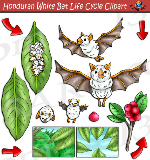 Honduran White Bat Life Cycle Clipart