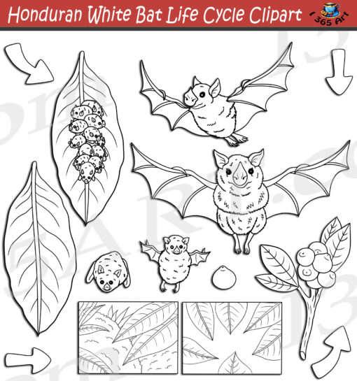 Honduran White Bat Life Cycle Clipart