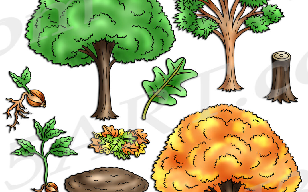 Oak Tree Life Cycle Clipart Set Download