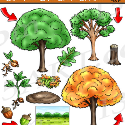 Oak Tree Life Cycle Clipart