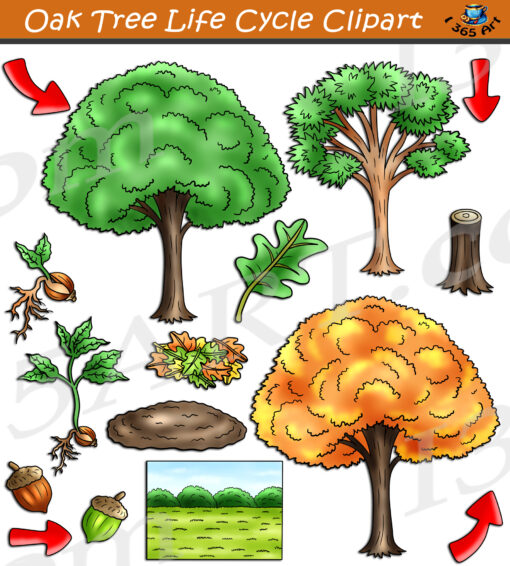Oak Tree Life Cycle Clipart