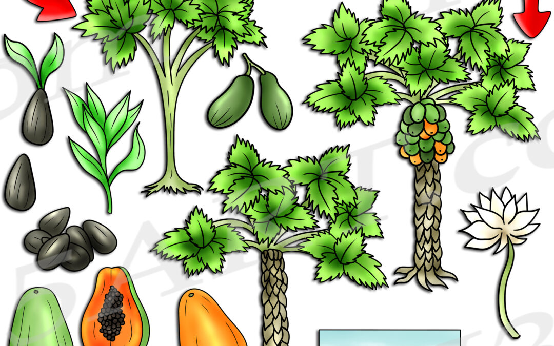 Papaya Tree Life Cycle Clipart Set Download