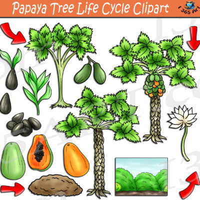 Papaya Tree Life Cycle Clipart