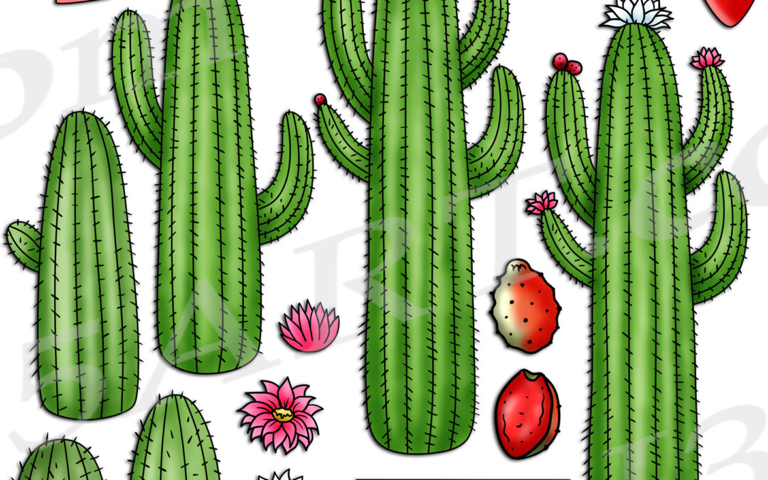 Saguaro Cactus Life Cycle Clipart Set Download