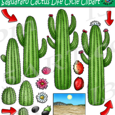 Saguaro Cactus Life Cycle Clipart