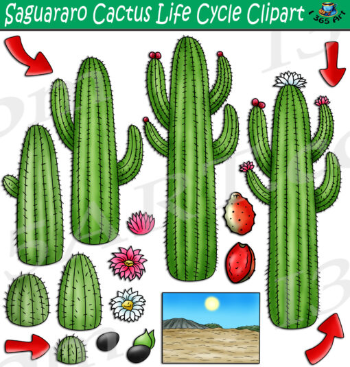 Saguaro Cactus Life Cycle Clipart