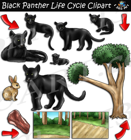 Black Panther Life Cycle Clipart