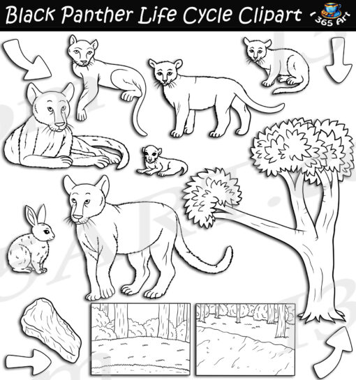 Black Panther Life Cycle Clipart