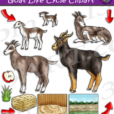 Goat Life Cycle Clipart