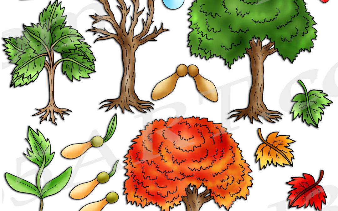 Maple Tree Life Cycle Clipart Set Download