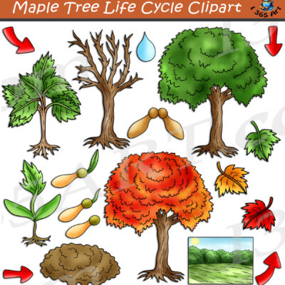Maple Tree Life Cycle Clipart