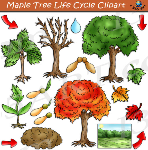 Maple Tree Life Cycle Clipart