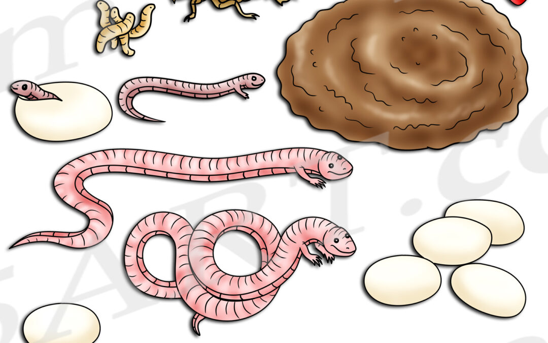 Mexican Mole Lizard Life Cycle Clipart Set Download
