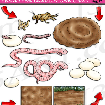 Mexican Mole Lizard Life Cycle Clipart