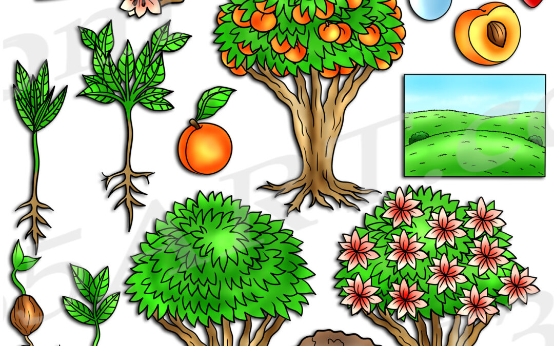 Peach Tree Life Cycle Clipart Set Download
