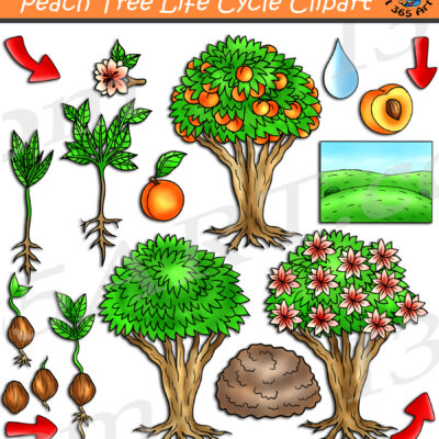 Peach Tree Life Cycle Clipart