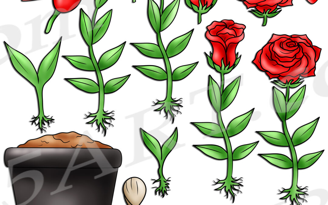 Rose Life Cycle Clipart Set Download