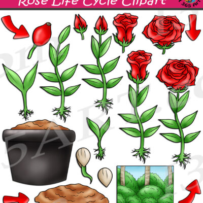 Rose Life Cycle Clipart