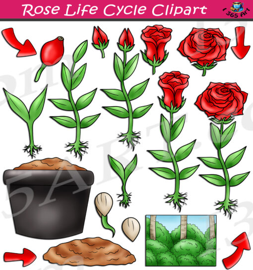 Rose Life Cycle Clipart