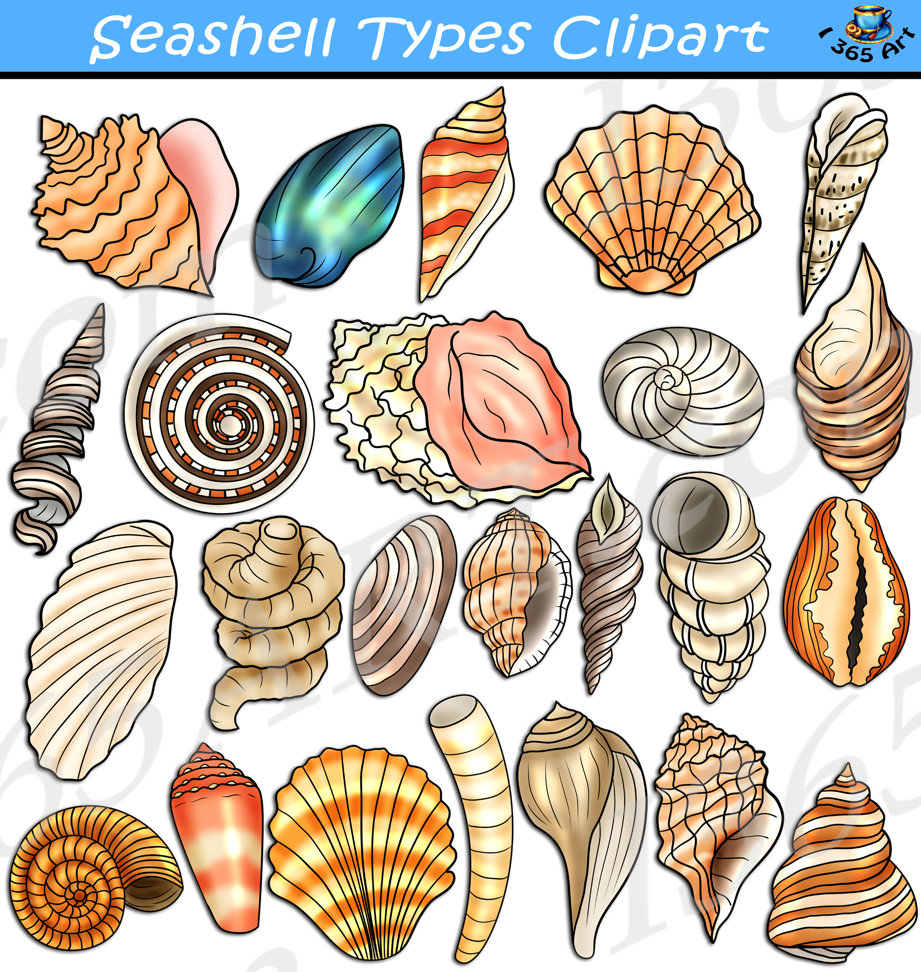Seashell Types Clipart Set Download
