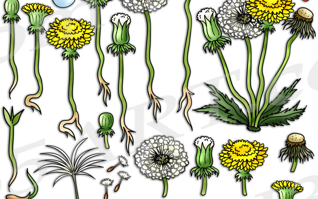 Dandelion Life Cycle Clipart Set Download
