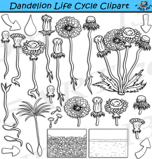 Dandelion Life Cycle Clipart