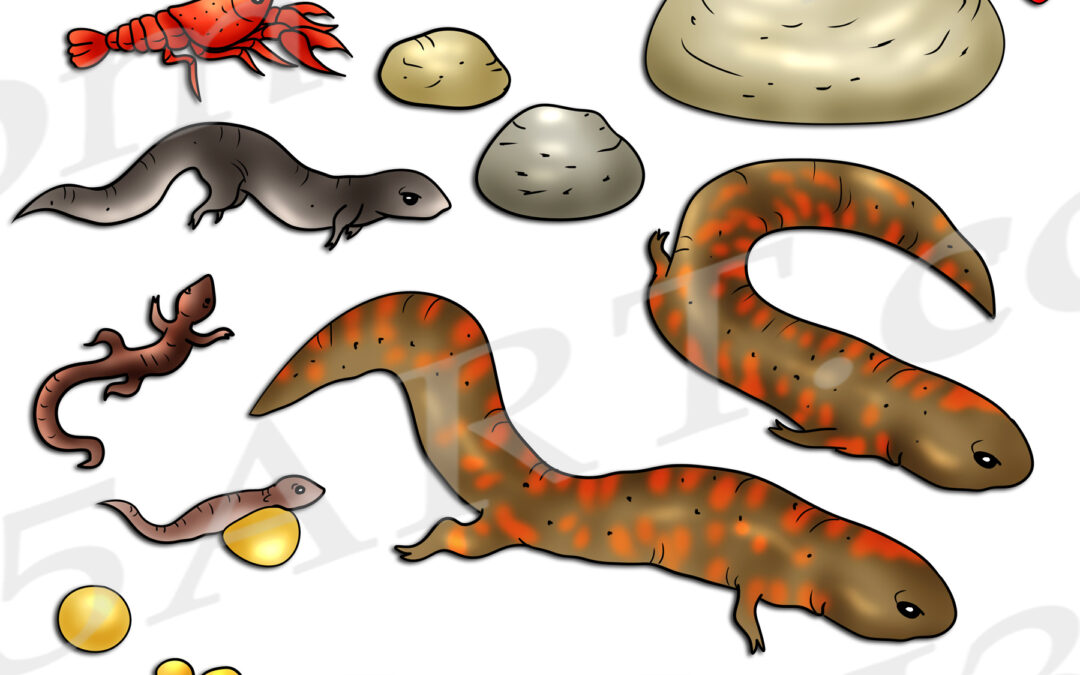 Eastern Hellbender Life Cycle Clipart Set Download