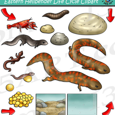 Eastern Hellbender Life Cycle Clipart