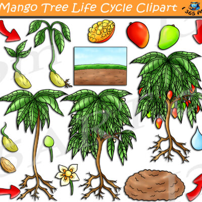 Mango Tree Life Cycle Clipart